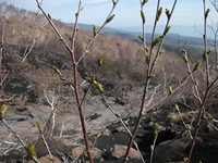 rra delle Concazze-201100508 021